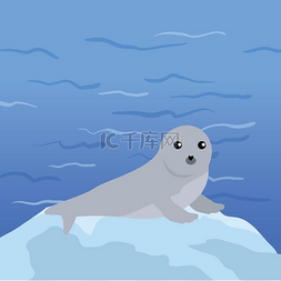 卡通动物无图片_海洋浮冰上的无耳海豹。