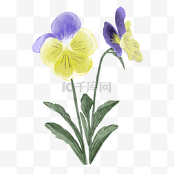 三色堇水彩风格黄色蝴蝶花