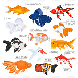 淡水水族馆鱼类品种图标设置平面