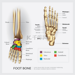 整形图片_足部骨骼解剖矢量图
