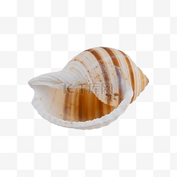 海螺装扮海鲜螺纹