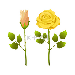 开放的花矢量图片_温柔的玫瑰花在开花时开放和闭合