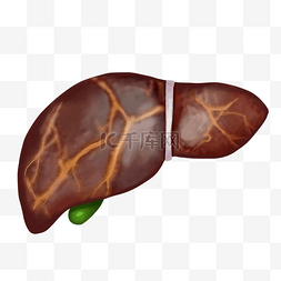 笨蛋脂肪图片_肝硬化肝癌人体器官内脏医疗健康