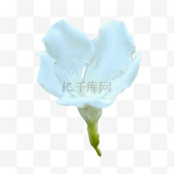 夹竹桃白色热带花瓣