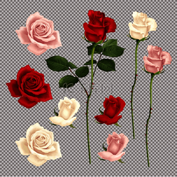 红色玫瑰背景图片_在透明背景矢量图上隔离的一组逼