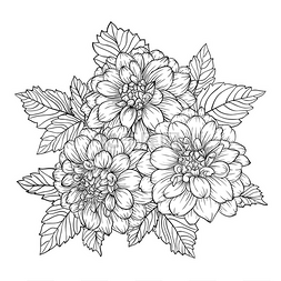 描边植物图片_美丽的单色黑色和白色花束大丽花