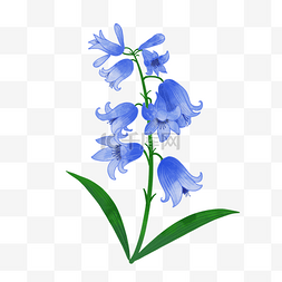 蓝色婚礼花卉图片_蓝色单株蓝铃花水彩婚礼植物花卉