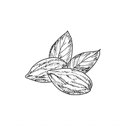 杏仁坚果与叶子隔离单色图标矢量