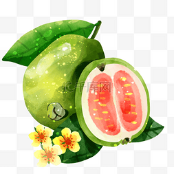 清新广告图图片_番石榴水彩水果花朵和切开的果肉