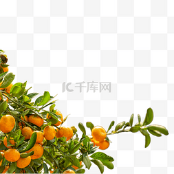 黄色桔子图片_时令水果上午桔子