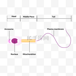 精子细胞结构生物学科学