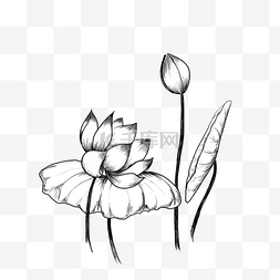 黑白素描莲花花苞莲叶