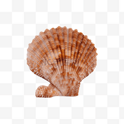 贝壳海螺贝类海岸