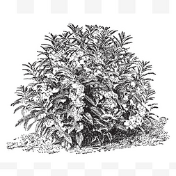 排列卡通图片_它是每年种植的植物, 叶片呈螺旋