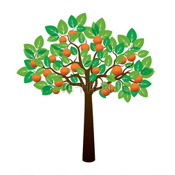 抽奖背景素材图片_橘树和水果。矢量图.