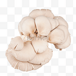 菌菇蘑菇秀珍菇