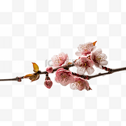 花卉摄影图片_高清免扣花卉摄影樱花桃花设计素