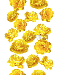 黄色郁金香花束图片_与蓬松的黄色郁金香的无缝模式。