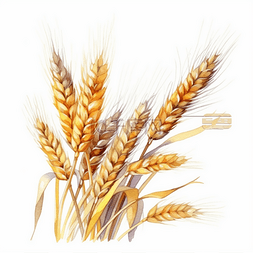 手绘麦穗图片图片_小满麦子小麦麦穗