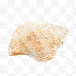 海滩渡口图片_海洋生物海螺贝壳