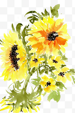 向日葵的花瓣图片_黄色的向日葵