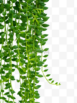 绿植吊篮藤