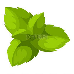 绿色的气味图片_薄荷叶的插图。