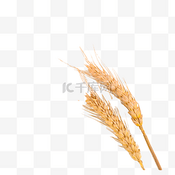 小麦麦穗金黄色农场