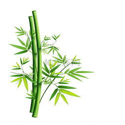 竹绿色隔离在白色背景上