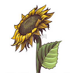 手彩色太阳图片_手绘向日葵。