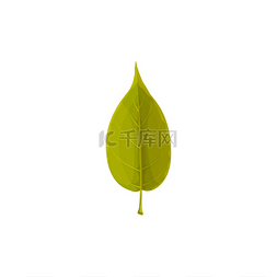 绿色树叶主题图片_绿叶矢量图标卡通树叶植物设计元