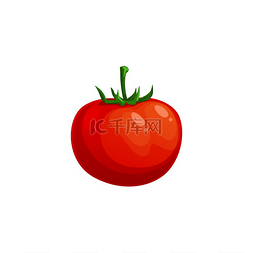 成熟的番茄矢量图标天然蔬菜白色