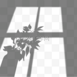 阳光黑白图片_黑白花瓶树叶窗口叠加阴影