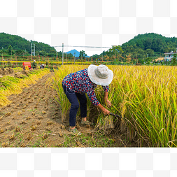 乡村村姑人物秋天收获稻子风景