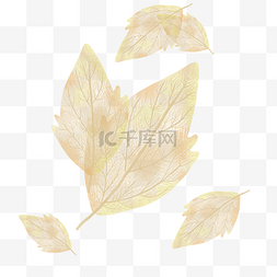 秋季秋天树叶落叶叶脉透明