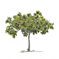 小无花果树(Ficus carica L.)夏天结果