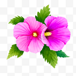 粉色木槿花图片_紫粉色水彩木槿花