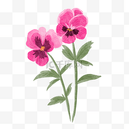 三色堇水彩花卉粉红色两朵