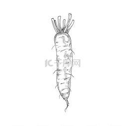 放心农贸市场图片_萝卜蔬菜矢量示意图莱菔子植物根