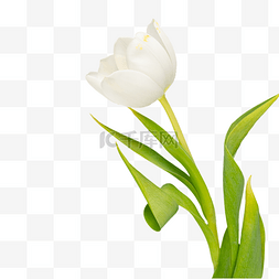 白色郁金香鲜花