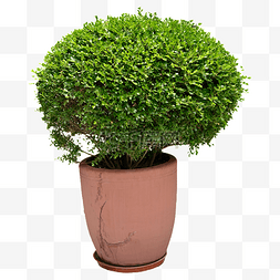 盆栽绿色摄影图植物植株