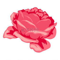 花瓣逼真图片_美丽逼真的玫瑰插图。