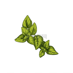 香料植物图片_马乔兰孤立的烹饪草药草图矢量绿
