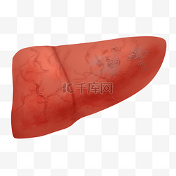 小腿脂肪图片_脂肪肝肝硬化人体内脏器官医疗