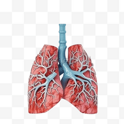 医疗人体组织器官图片_医疗医学组织器官人体肺