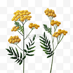 艾菊黄色水彩花卉植物