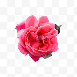 杂交玫瑰图片_花朵植物鲜花装饰