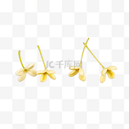 黄色桂花花瓣