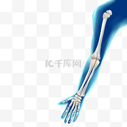 手身体图片_人体组织手部骨头