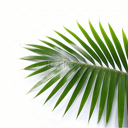 绿色叶子装饰图片_棕榈叶植物叶子装饰元素